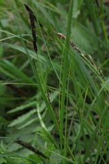 Carex melanostachya
