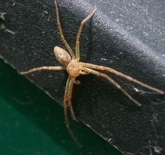 Philodromidae