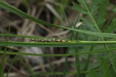 Carex melanostachya