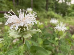 Monarda stipitatoglandulosa