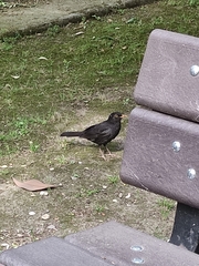 Turdus merula