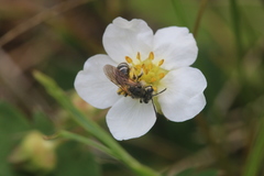 Andrena nasonii