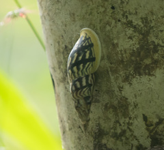 Drymaeus albolabiatus