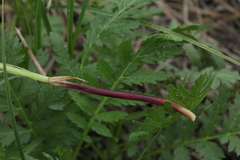 Carex melanostachya