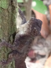Anolis homolechis