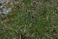 Carex melanostachya