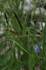 Carex melanostachya