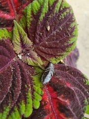 Blatta orientalis