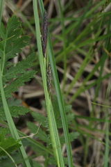 Carex melanostachya