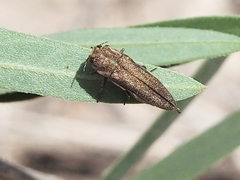 Agrilus obtusus