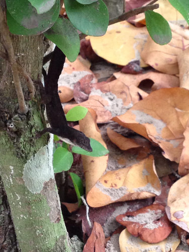Anolis homolechis