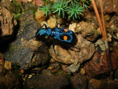 Pseudoxycheila bipustulata