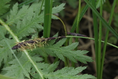 Carex melanostachya