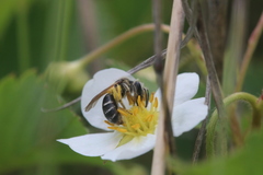 Andrena nasonii