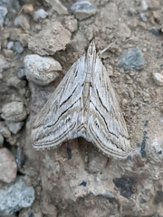 Evergestis desertalis