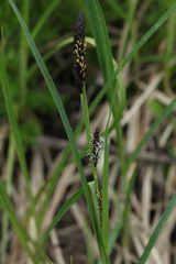 Carex melanostachya