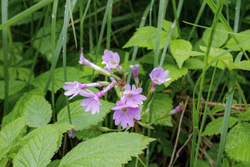 Primula kaufmanniana, photograph 4