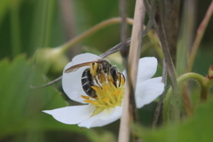 Andrena nasonii