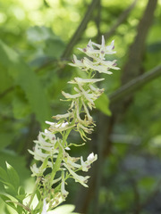 Corydalis caseana caseana