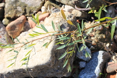 Phyllanthus sellowianus