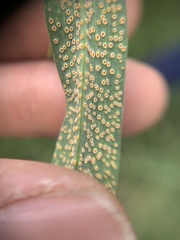 Puccinia hysterium