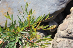 Phyllanthus sellowianus