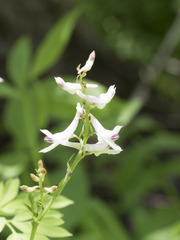 Corydalis caseana caseana