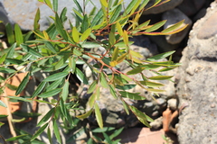 Phyllanthus sellowianus