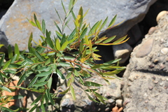 Phyllanthus sellowianus