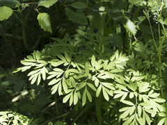 Corydalis caseana caseana