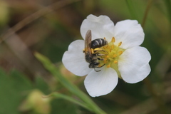 Andrena nasonii