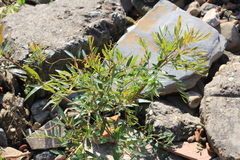 Phyllanthus sellowianus