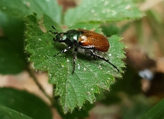 Phyllopertha horticola