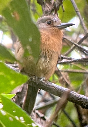 Brown Nunlet (Nonnula brunnea), photo 5