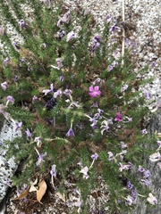 Linanthus californicus