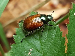 Phyllopertha horticola