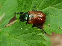 Phyllopertha horticola