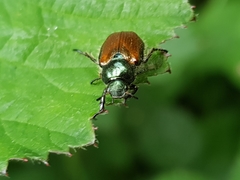 Phyllopertha horticola