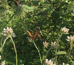 Vanessa virginiensis