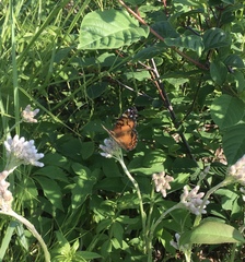 Vanessa virginiensis