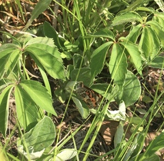 Vanessa virginiensis