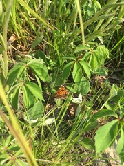 Vanessa virginiensis