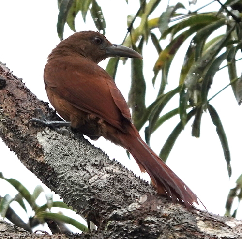Cinnamon-throated Woodcreeper (Dendrexetastes rufigula), photo 9