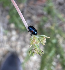 Saxinis saucia