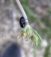 Saxinis saucia