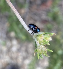 Saxinis saucia