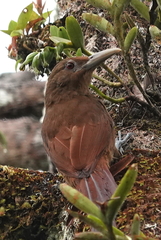 Dendrexetastes rufigula