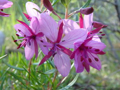 Chamaenerion fleischeri