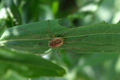 Phalangiinae