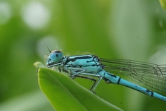 Coenagrion puella